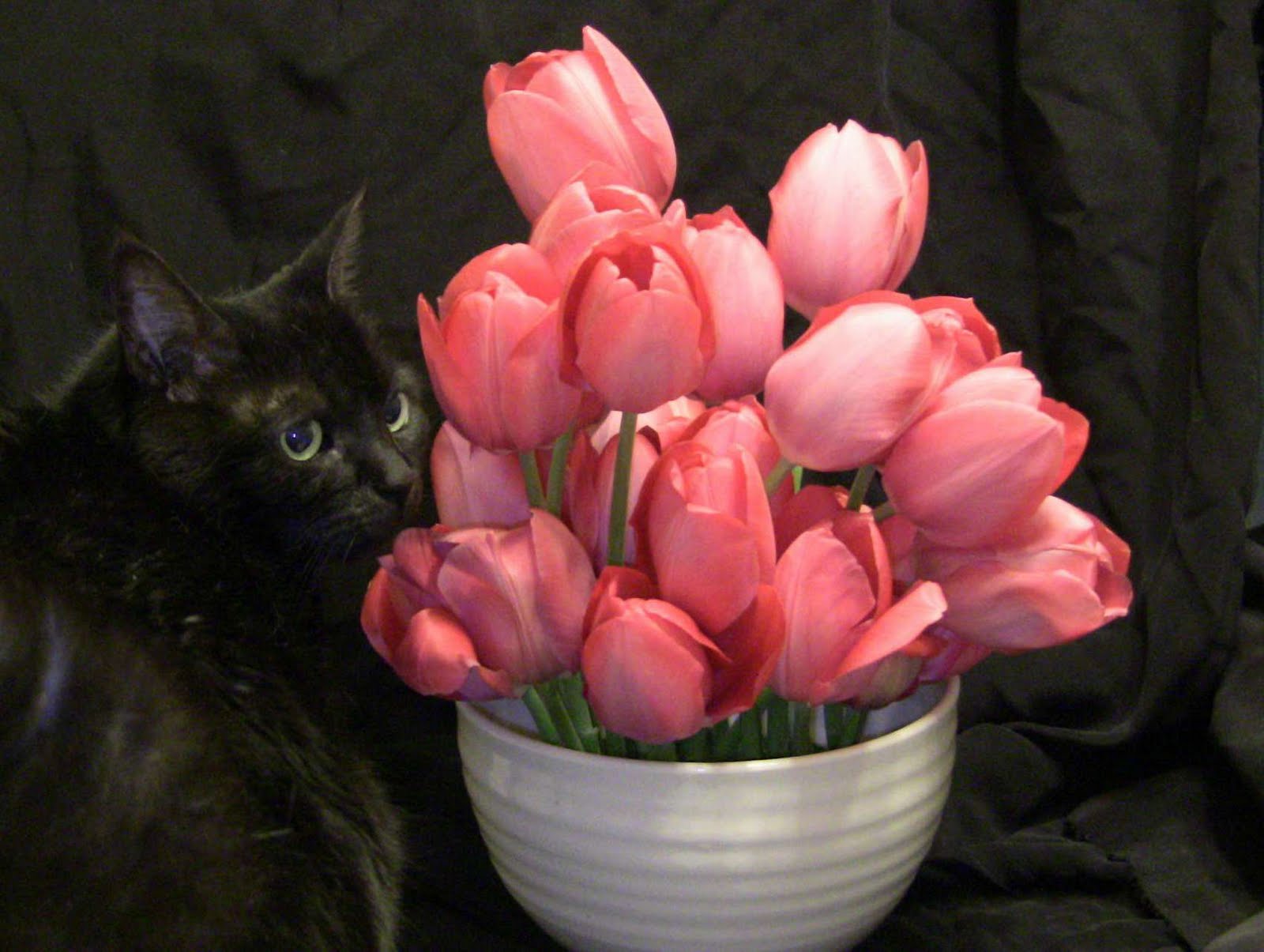 Cats and Catts Tulip Mania