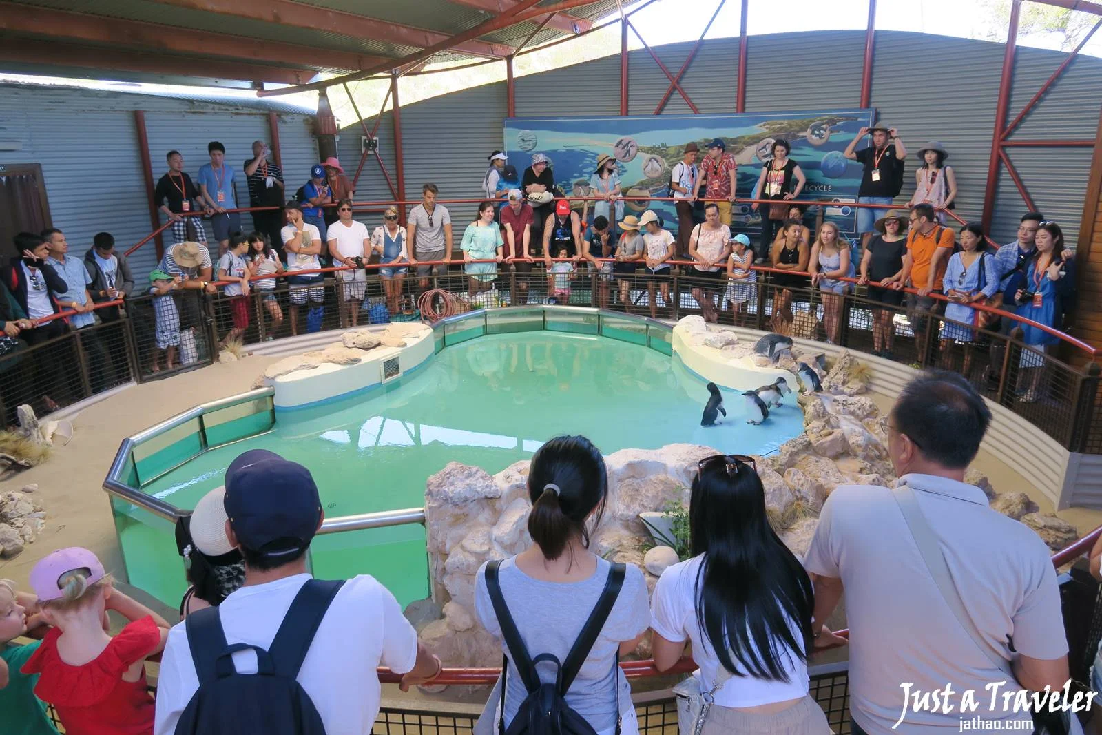 伯斯-景點-推薦-必玩-一日遊-企鵝島-Penguin-Island-遊記-旅遊-自由行-Perth