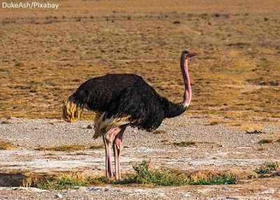 Macho da maior ave do mundo, o avestruz. Foto: DukeAsh/Pixabay Maior ave do mundo, maior pássaro do mundo, qual é a maior ave do mundo, avestruz, ave, África, avestruz africano, avestruz árabe, aves da áfrica, Struthio camelus, Common Ostrich, Ostrich