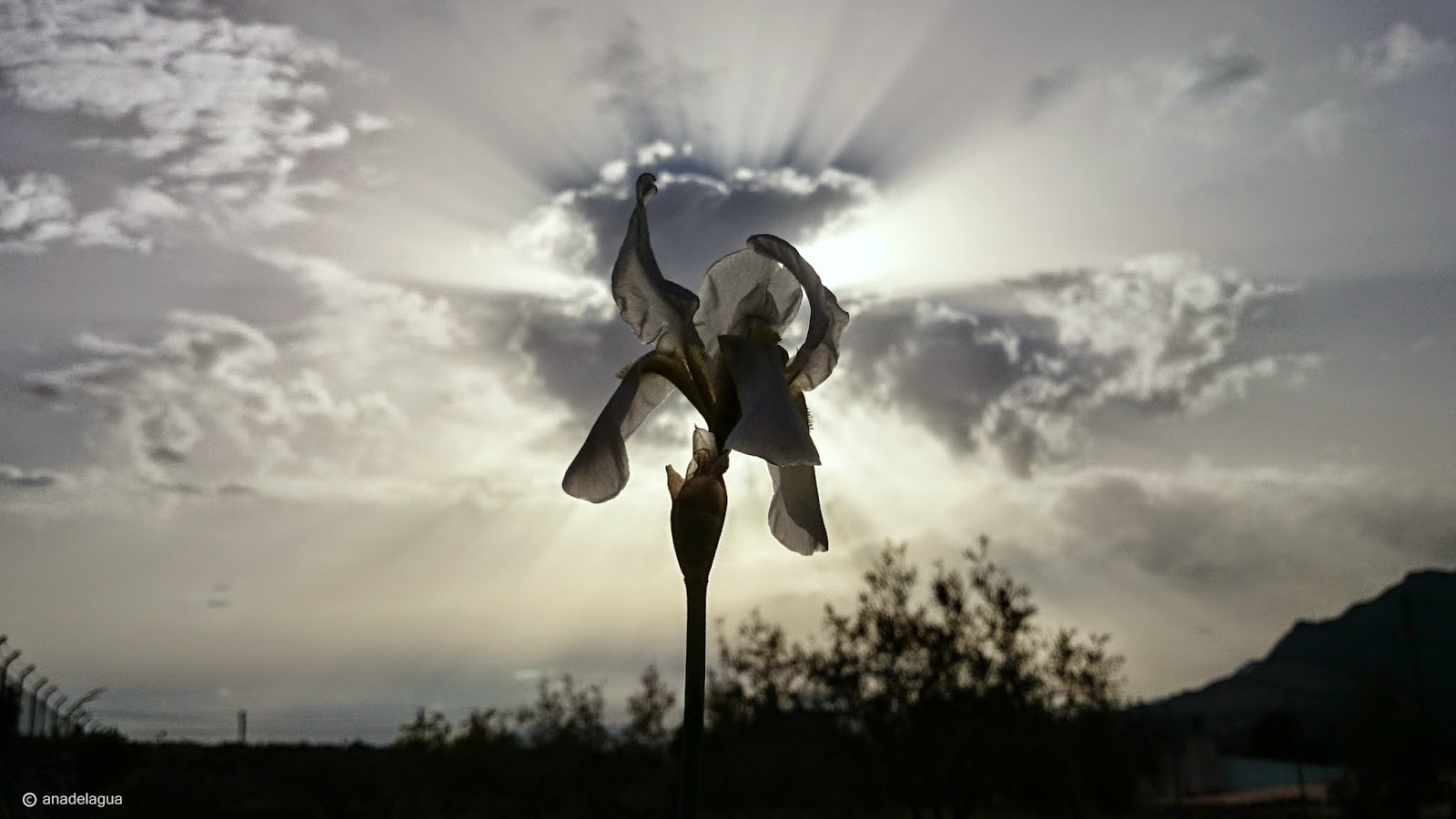 ANADELAGUA El Lirio blanco y la nube negra con polvo del desierto.