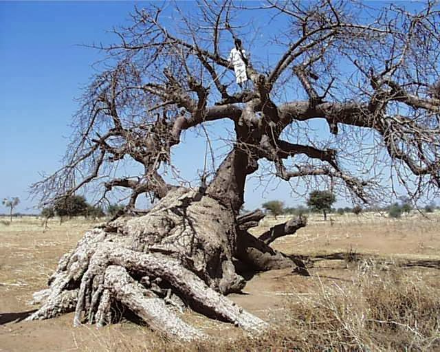 شجرة التبلدي في السودان