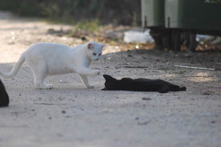 Άγνωστοι θανάτωσαν 10 γάτες στην Ηγουμενίτσα