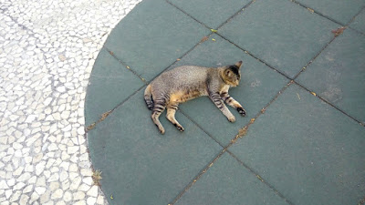 kucing kucing