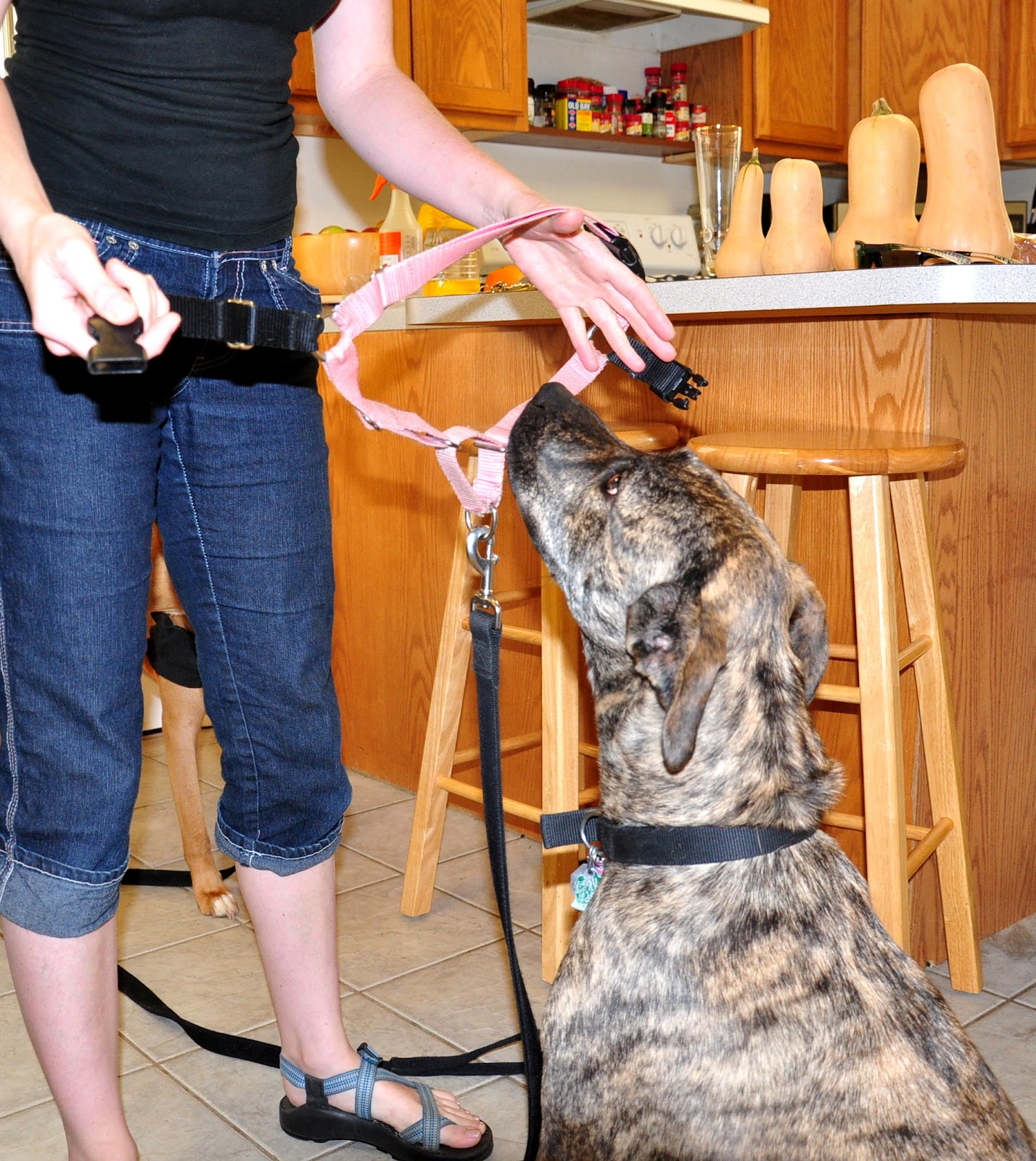 Leopold's Crate Walkin' Easy with the Easy Walk Harness