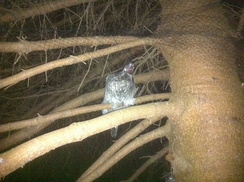 Are Chickens Really Dumb?