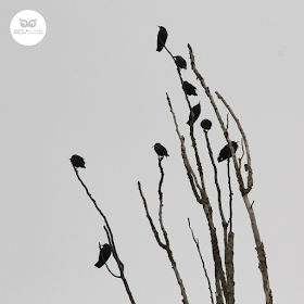 Bando de estorninos negros (Sturnus unicolor) en las ramas secas de un árbol en Zaragoza.