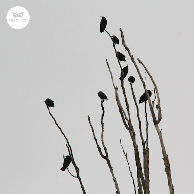 Bando de estorninos negros (Sturnus unicolor) en las ramas secas de un árbol en Zaragoza.