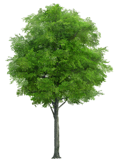 TREE PNG IMAGES PNG TREE PNG HD FREE PNG IMAGES PNG TREES HD TREE FULL