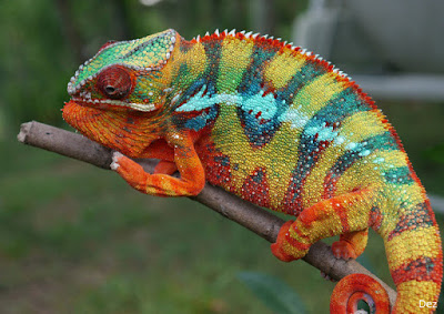 chameleon.jpg