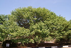 Pohon Kayu DEWADARU Diyakini Sebagai Kayu Mistik Bertuah dari Sri Langka