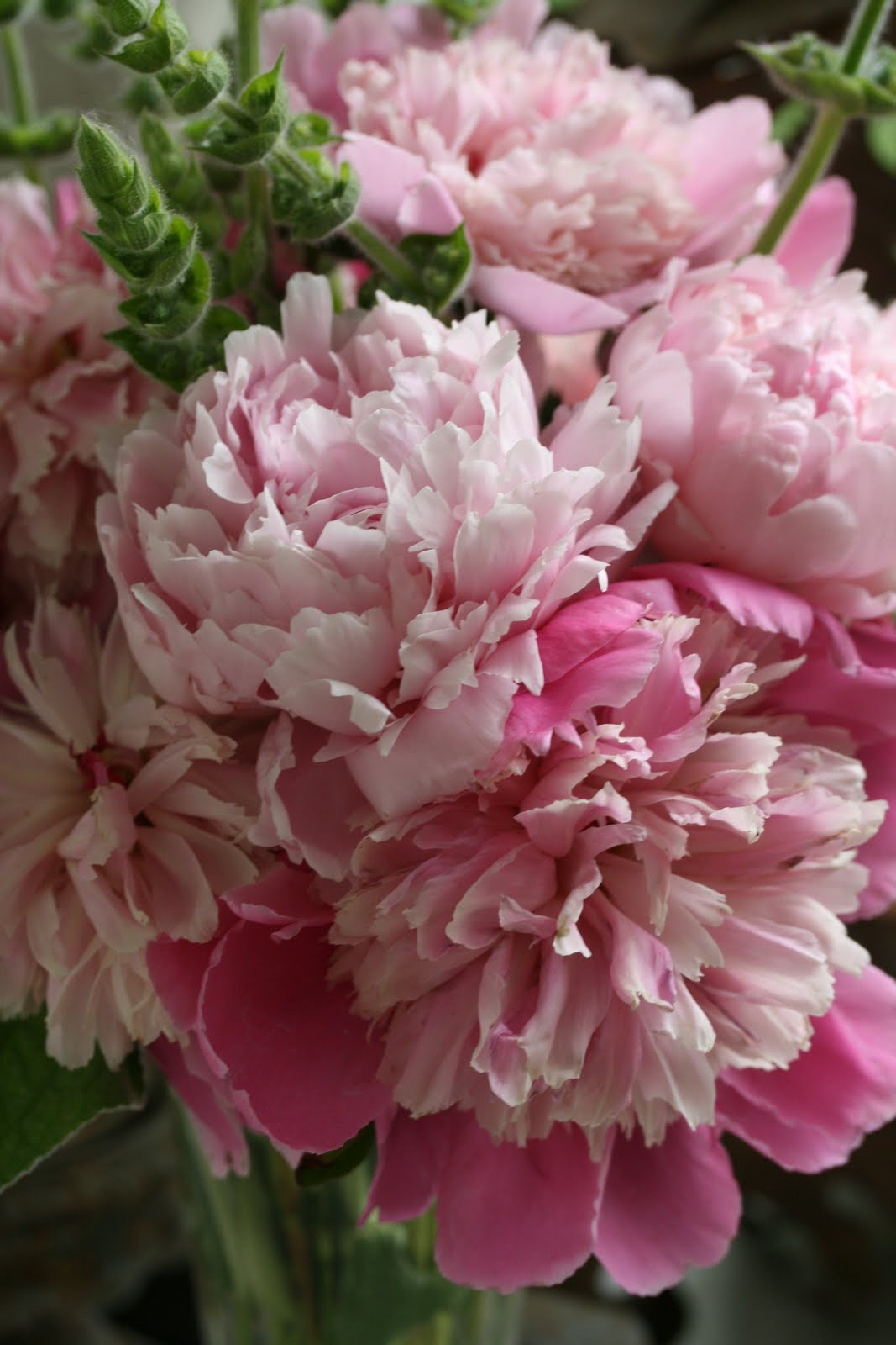 Romancing the Home Late Blooming Peonies