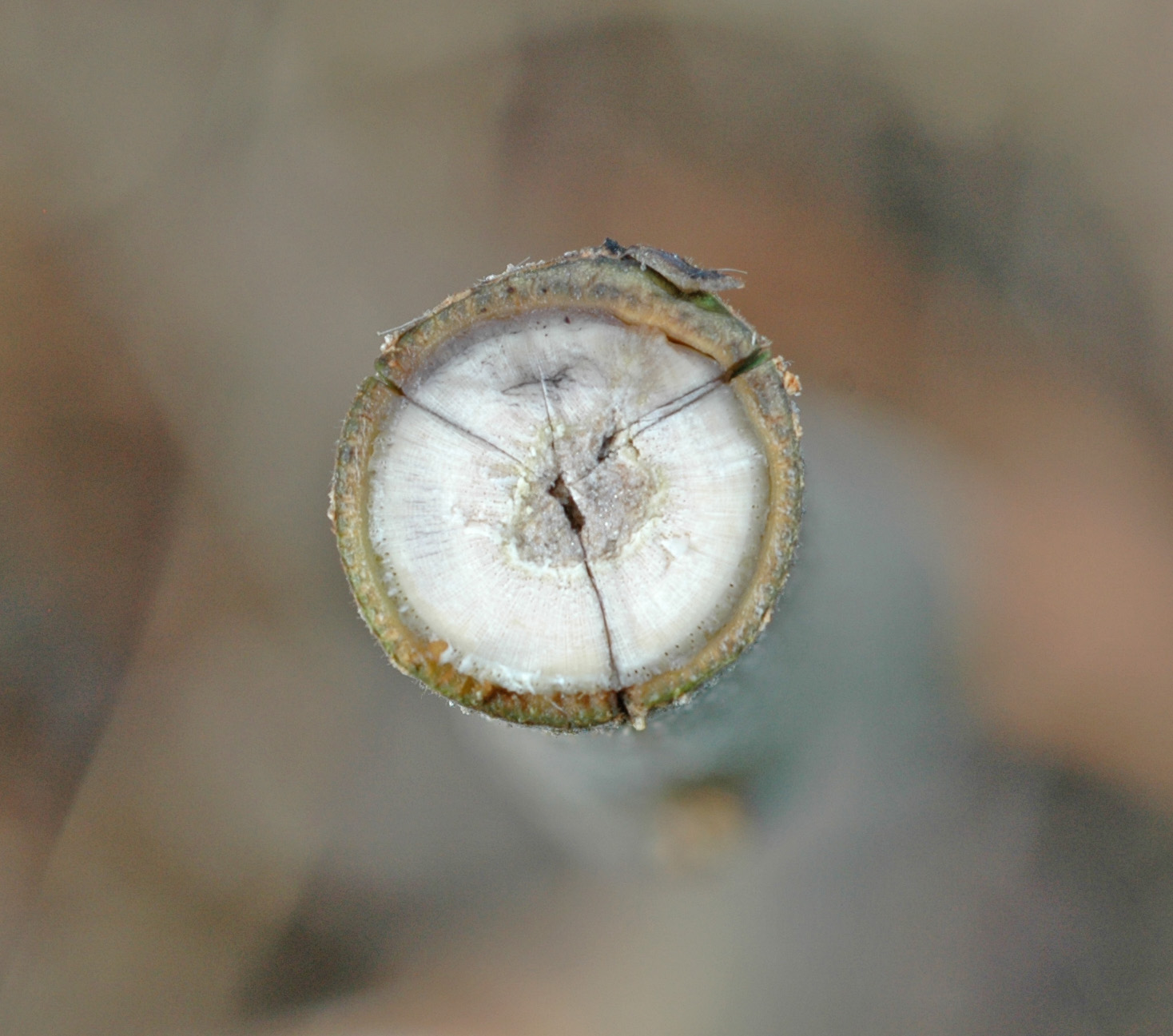 AŞI YAPMA(Making Grafting)