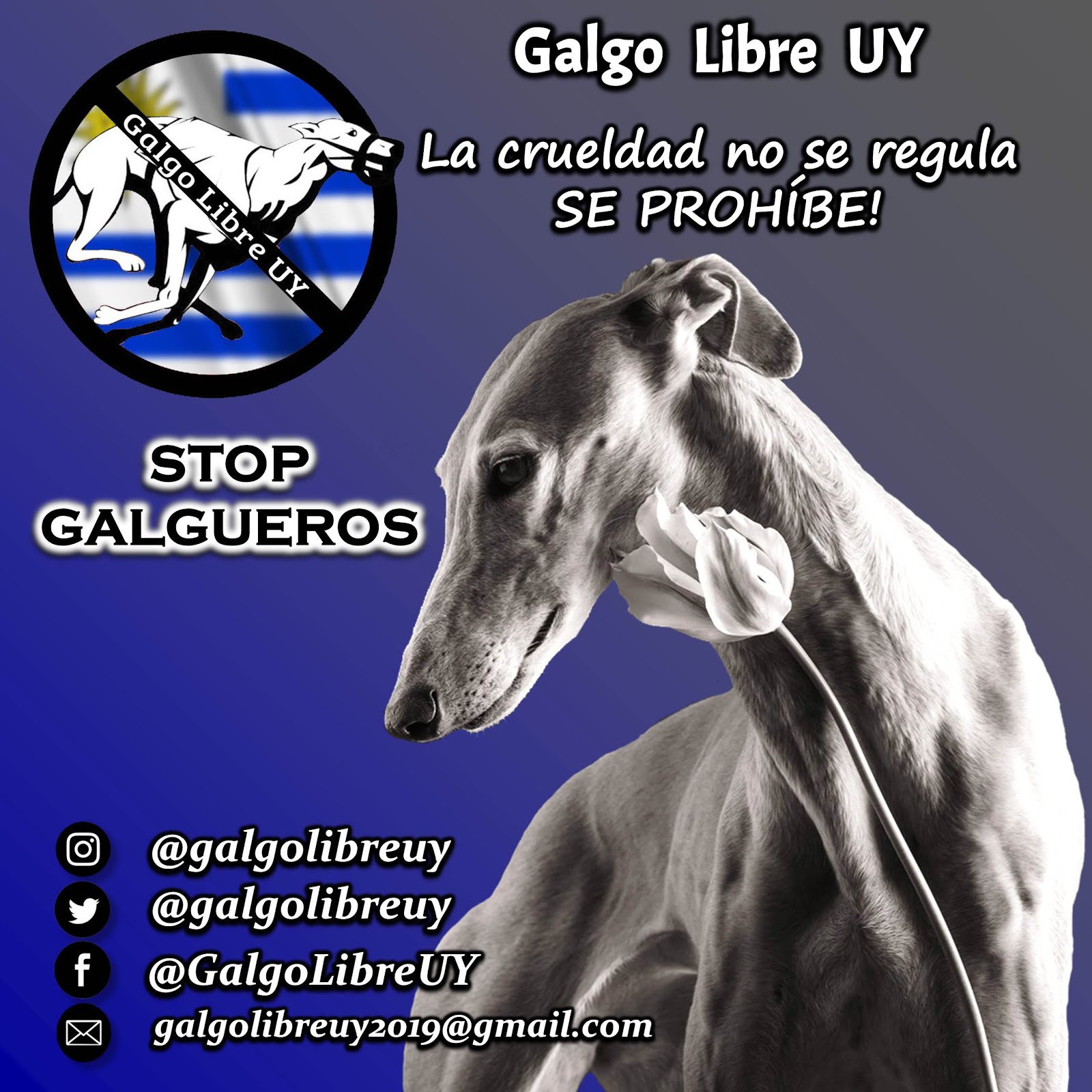 Galgo Libre UY (Uruguay)