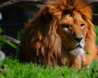 Big five, animals. afrika, africa, Büffel, elefanten, leopard, löwen, nashorn,Cecil, Big five, animals. afrika, africa, Büffel, elefanten, leopard, löwen, nashorn,Cecil,