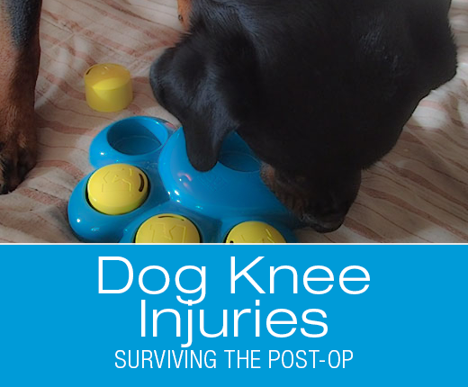 Surviving The Post-Op: After Your Dog's ACL/CCL Surgery