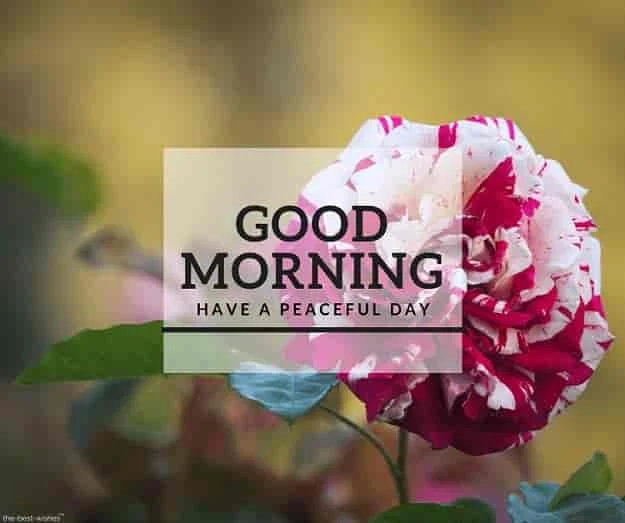 good morning have a peaceful day