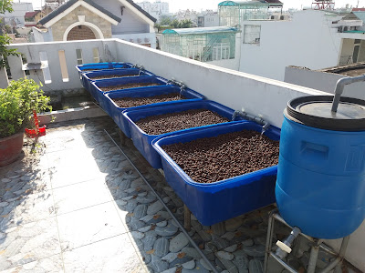 Cung cấp vật tư trồng rau Aquaponics