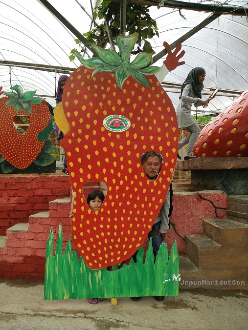 Cameron Highland : Dari Kea Farm ke Big Red Strawberry Farm Cameron Highland : Dari Kea Farm ke Big Red Strawberry Farm