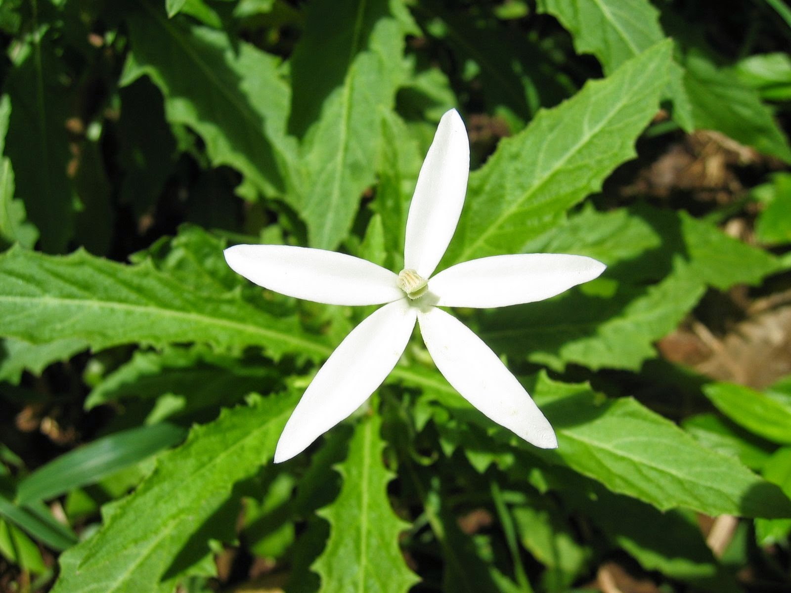 Manfaat dan Khasiat Bunga Kitolod atau Kembang Jangar (Laurentia longiflora) Manfaat dan Khasiat Bunga Kitolod atau Kembang Jangar  Manfaat dan Khasiat Bunga Kitolod atau Kembang Jangar (Laurentia longiflora)