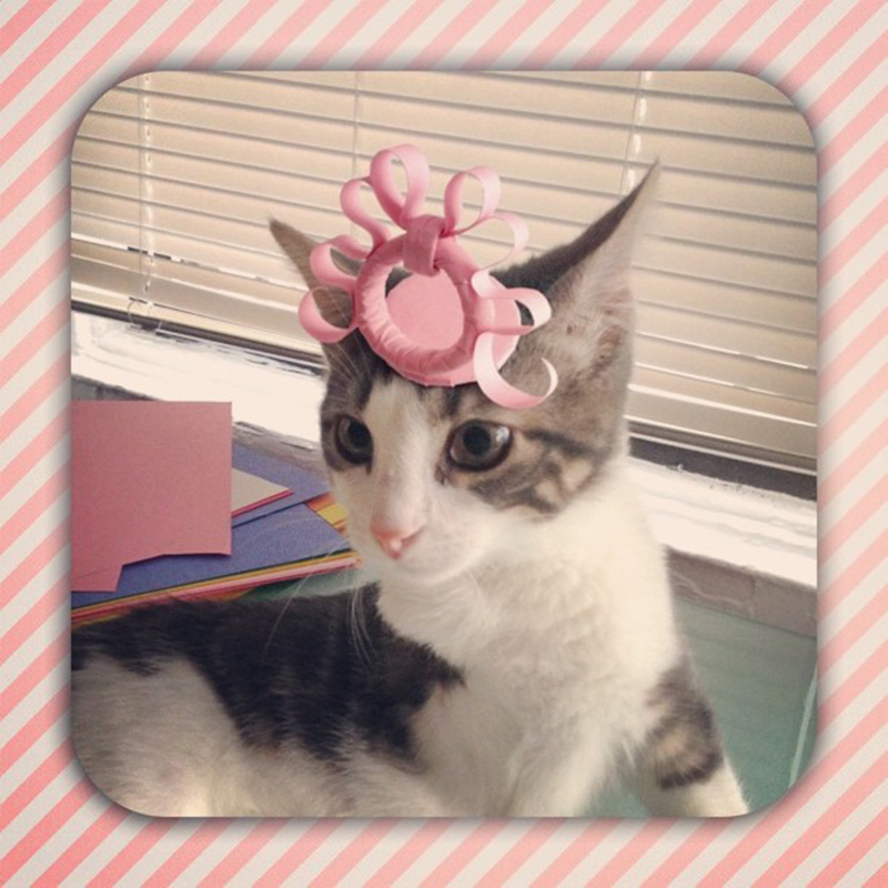 Kitten Wearing Paper Hats
