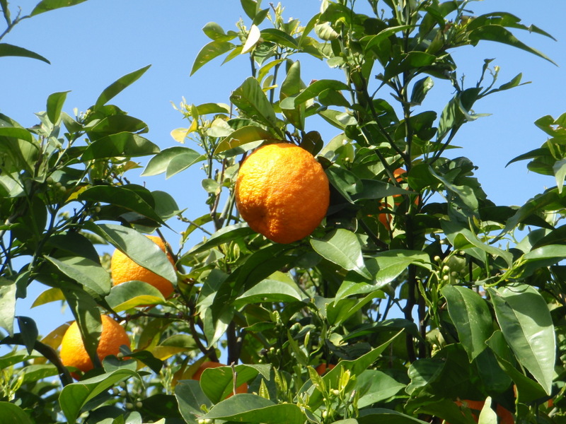 Xtremehorticulture of the Desert When to Harvest Oranges?