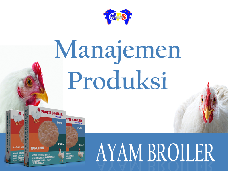 Pengantar Manajemen Produksi Ayam Broiler