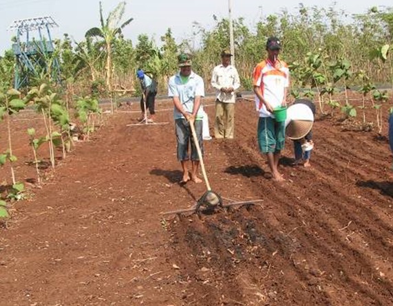TEKNIK BUDIDAYA KEDELAI PADA LAHAN KERING - Tanah Airku