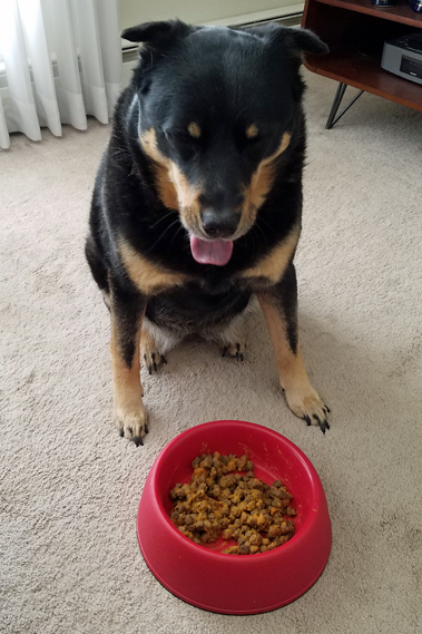 image of Zelda the Black and Tan Mutt sitting in front of her red food bowl, making a face with her tongue out