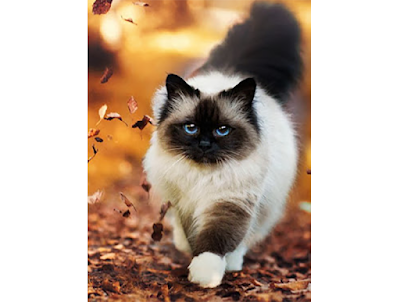 birman cat breed