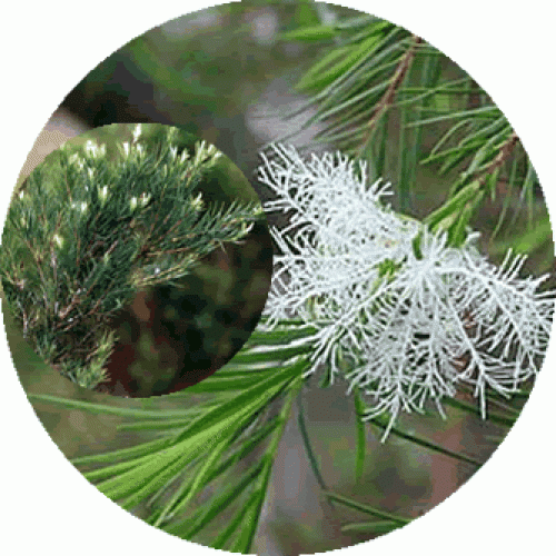 Beneficios del Aceite Esencial de Tea Tree Just