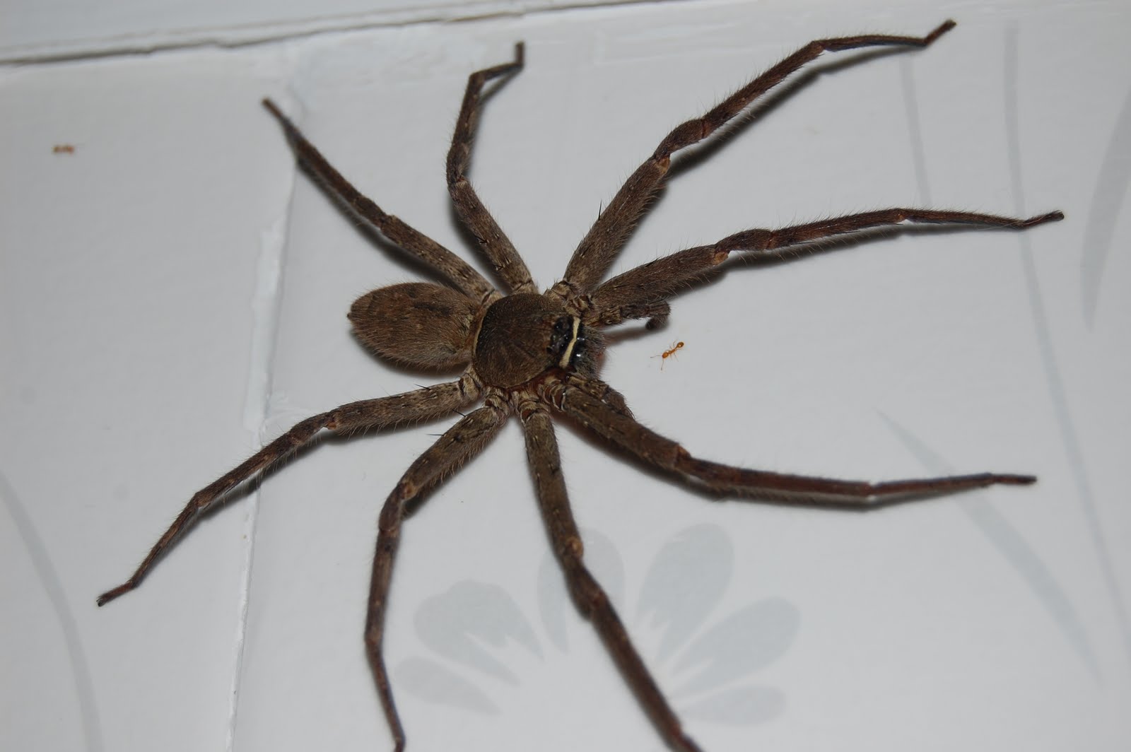 The Brown Huntsman Spider scientifeeq