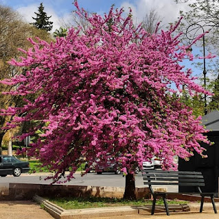 Árbol de Judas o del Amor 