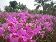 Konsep 34+ Anggrek Tanah