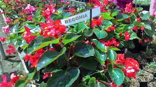 Kebun Bunga Taman Begonia Lembang Bandung