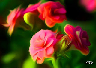 Blumen, flores, Flower, fleurs, květiny, Flores, blomme, blommor Blumen, flores, Flower, fleurs, květiny, Flores, blomme, blommor, çiçekler, kwiaty, Flor, Hoa, nở hoa, floración, bloom, Kukka, kukinta, La floraison, Fiore