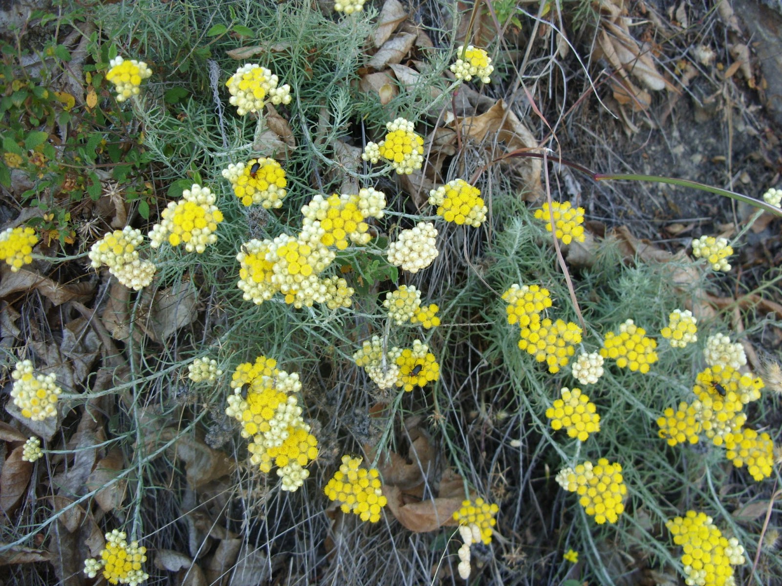 Jardim Autóctone: Perpétua-das-areias (Helichrysum stoechas)