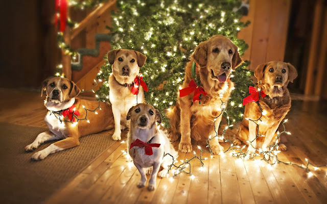 Christmas wallpaper with dogs
