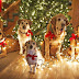 Christmas Wallpapers With Animals
