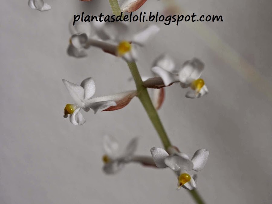 Flor De Ludisia Red Velvet