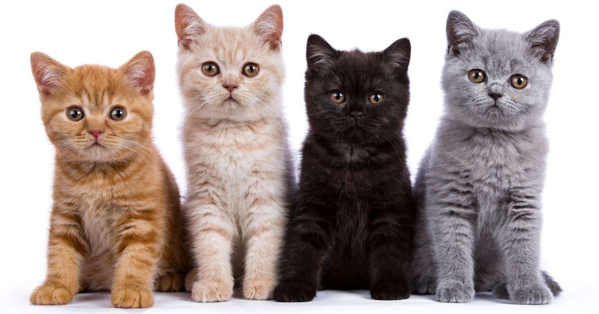 Gambar Kucing Comel dan Manja (Anak Kucing Lucu dan Paling Cute Sangat)