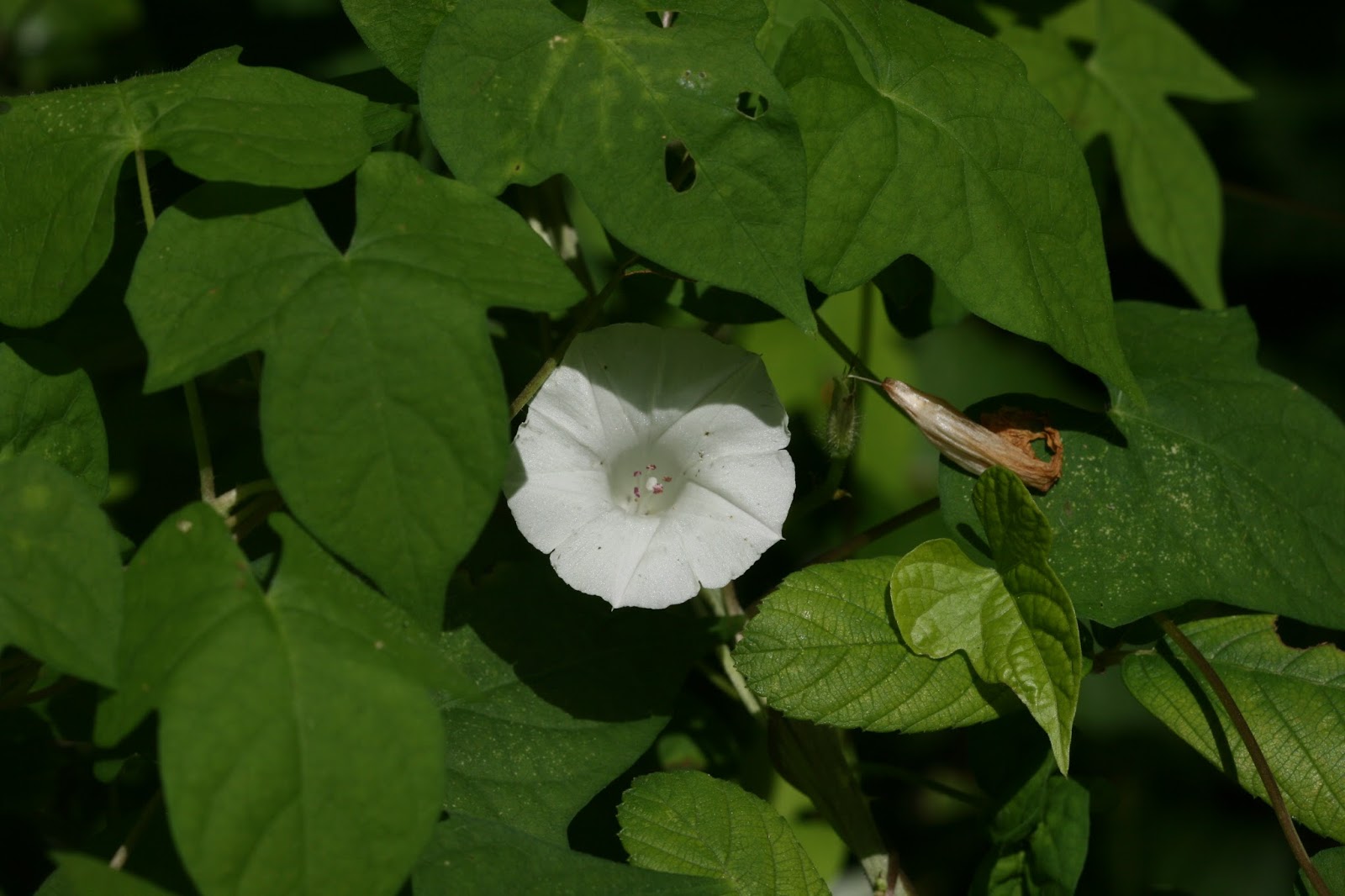 Ipomoea lacunosa