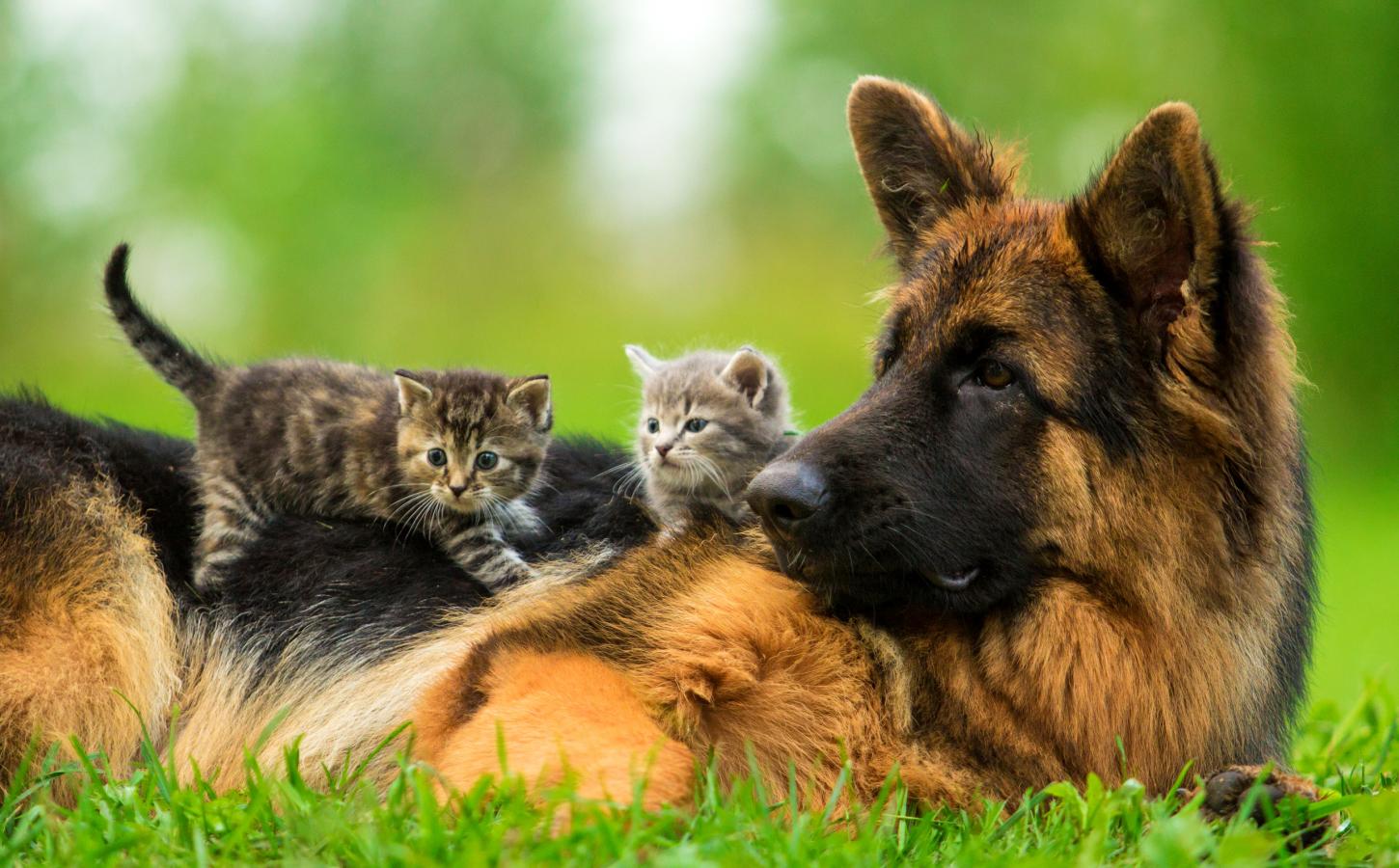 GATOS COMO MASCOTAS gatos como mascotas: