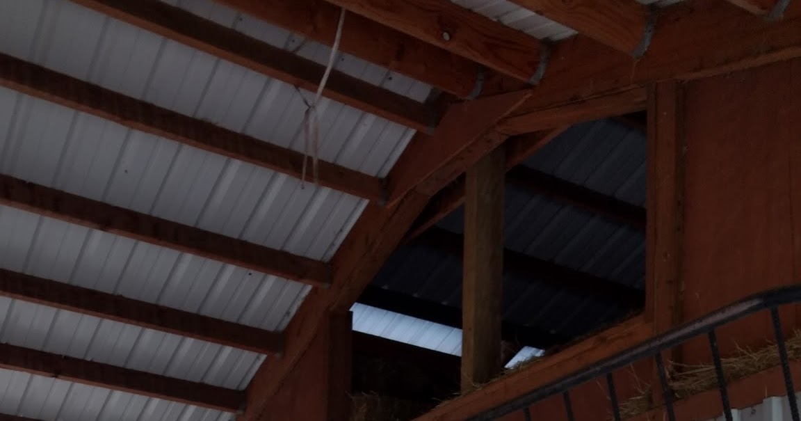 Asman Highland Cattle Horned cattle hay feeder