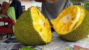 Manfaat Buah Nangka Untuk Ibu Hamil Manfaat Buah Nangka Untuk Ibu Hamil