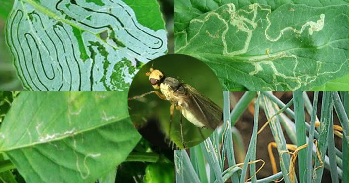 8 JENIS HAMA TANAMAN HIDROPONIK YANG PERLU ANDA TAHU