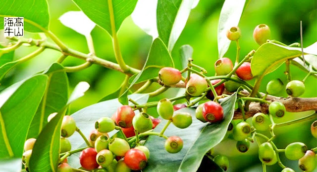 Tận dụng triệt để công dụng của cây vối trong cuộc sống hằng ngày Tận dụng triệt để công dụng của cây vối trong cuộc sống hằng ngày