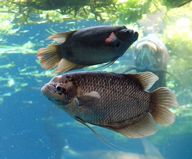 Ikan Gurame, Selera Tinggi Ikan Konsumsi Ikan Gurame, Selera Tinggi Ikan Konsumsi