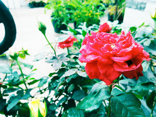 Norm S Nursery What Drought