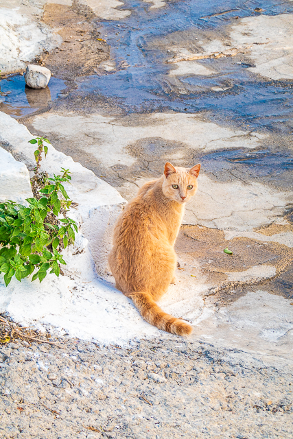 Cats of Greece - cats are commonplace in Greece. They are well taken care of by the community and very friendly. You can even pet them if you wish! Here are some of the cats we found in Poros, Epidavros, Náfplio, and Hydra. #cats #travel #greece #europe Cats of Greece - cats are commonplace in Greece. They are well taken care of by the community and very friendly. You can even pet them if you wish! Here are some of the cats we found in Poros, Epidavros, Náfplio, and Hydra. #cats #travel #greece #europe