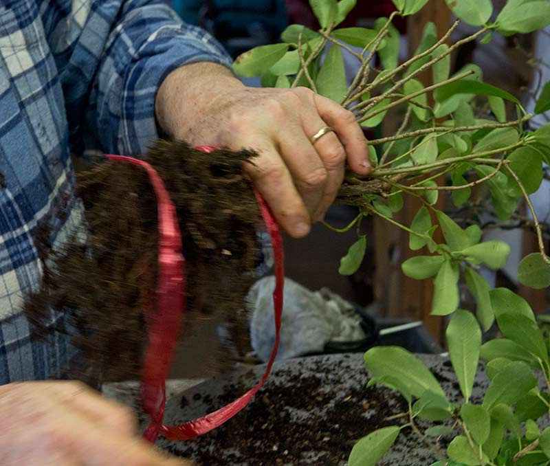Walter Pall Bonsai Adventures Hank Miller starts a fused trunk ficus